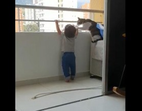 Imagini virale. O pisică încearcă să îndepărteze un bebeluș de lângă balustrada unui balcon